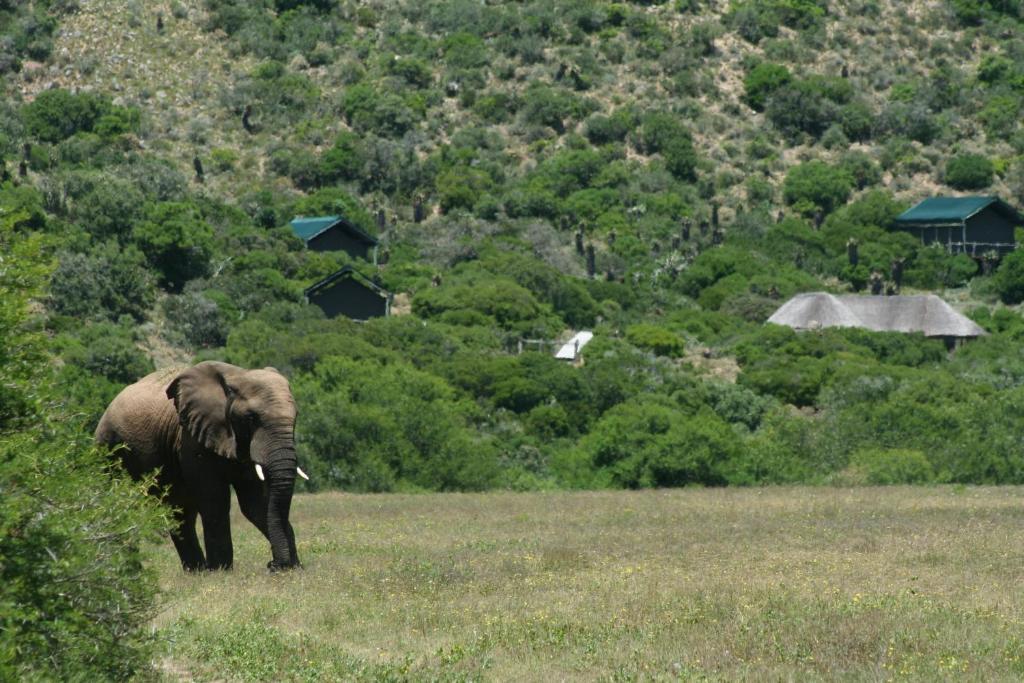 HillsNek Safari Camp – Amakhala Game Reserve Villa Bagian luar foto