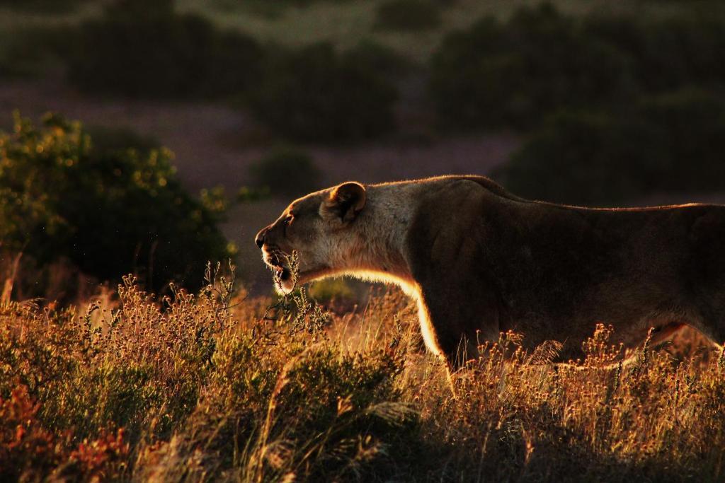 HillsNek Safari Camp – Amakhala Game Reserve Villa Bagian luar foto