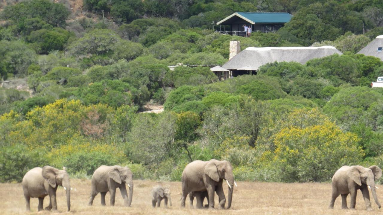 HillsNek Safari Camp – Amakhala Game Reserve Villa Bagian luar foto