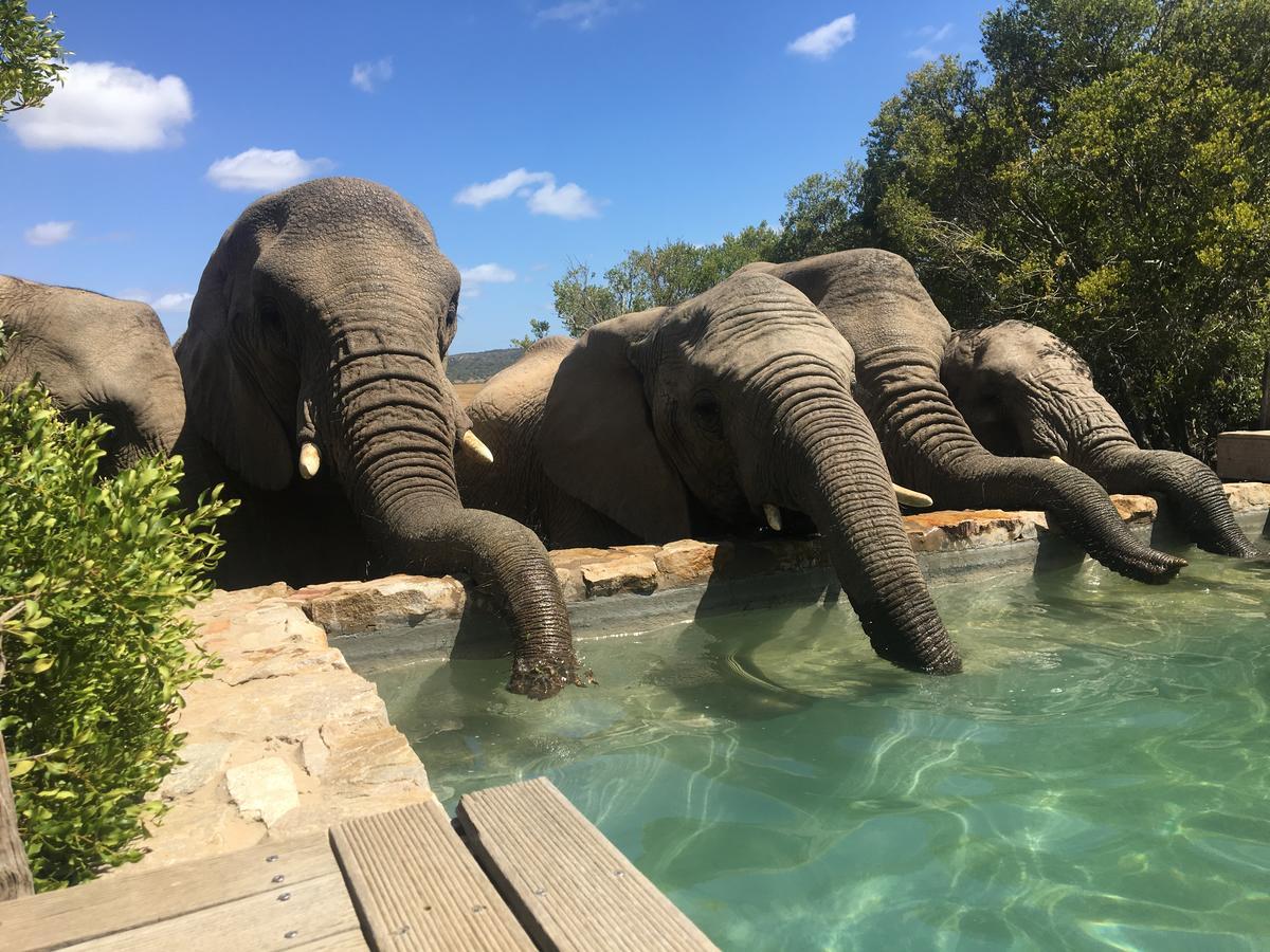 HillsNek Safari Camp – Amakhala Game Reserve Bagian luar foto