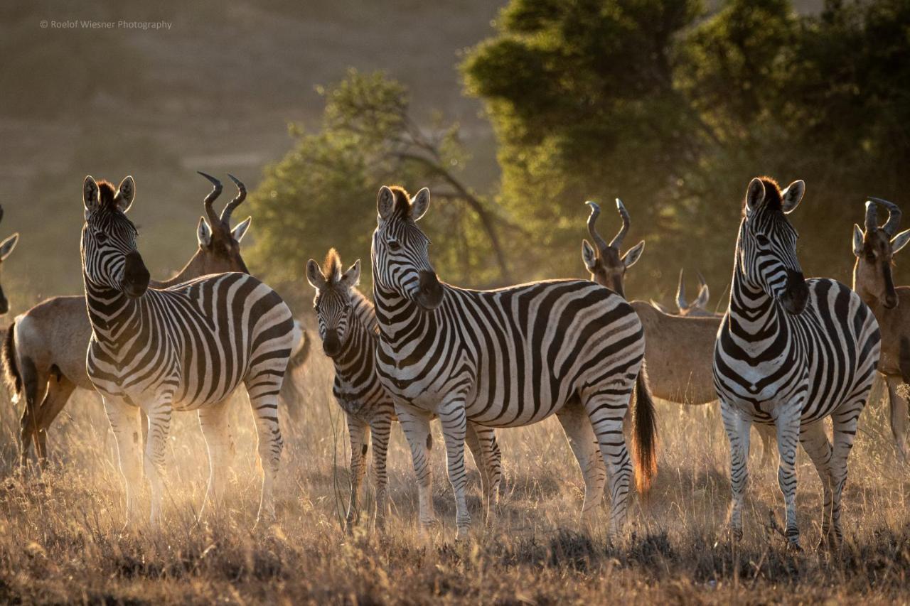 HillsNek Safari Camp – Amakhala Game Reserve Bagian luar foto
