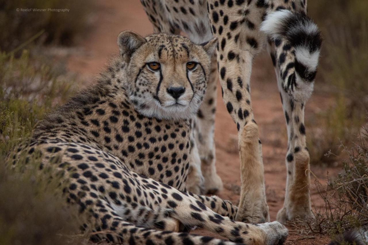 HillsNek Safari Camp – Amakhala Game Reserve Bagian luar foto