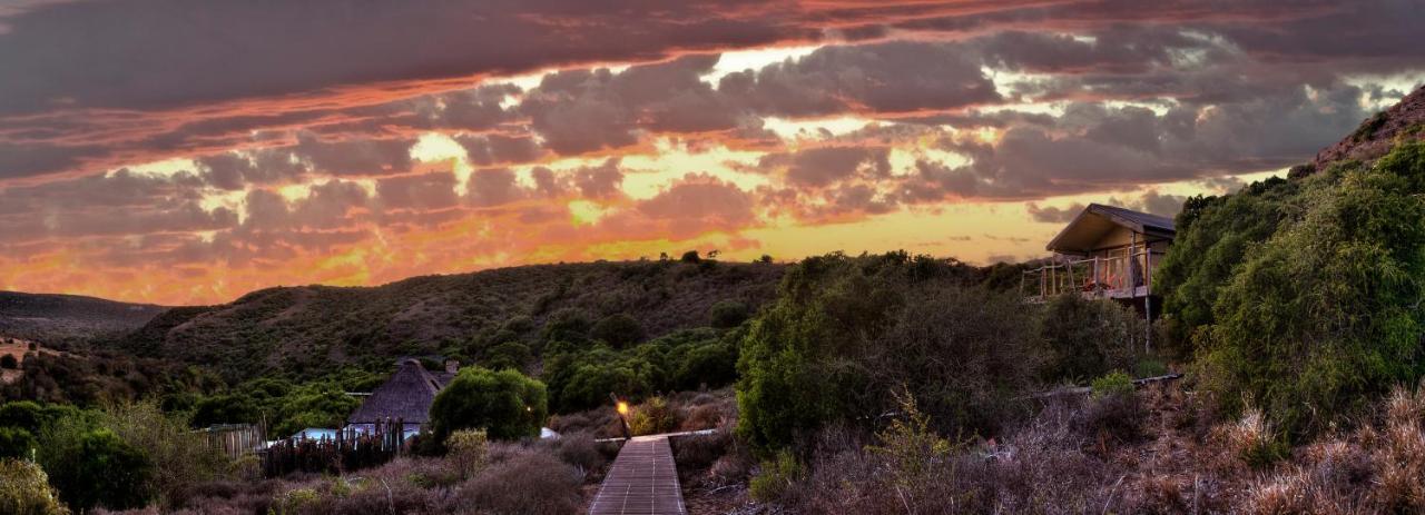 HillsNek Safari Camp – Amakhala Game Reserve Bagian luar foto