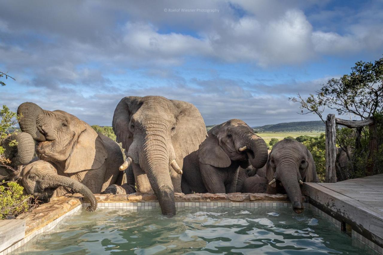 HillsNek Safari Camp – Amakhala Game Reserve Bagian luar foto