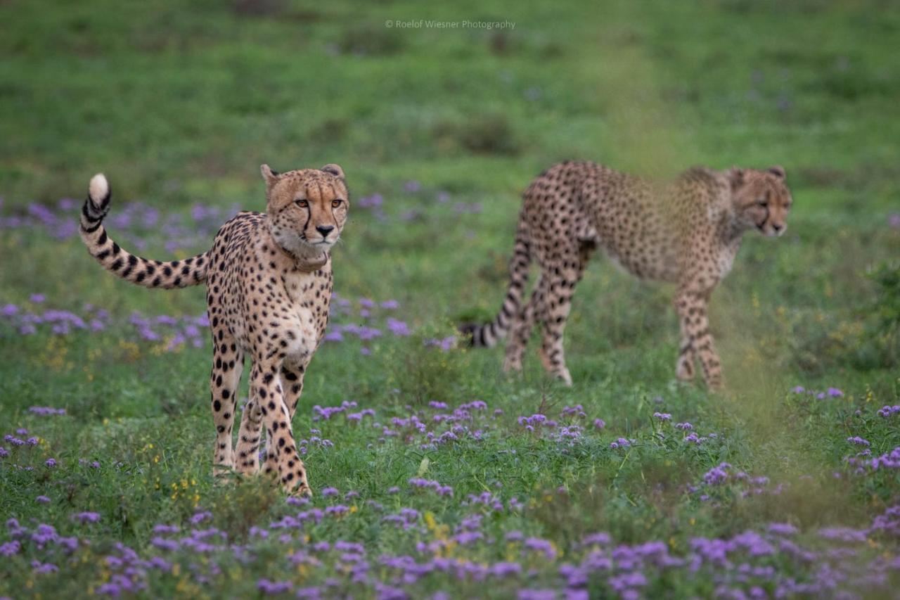 HillsNek Safari Camp – Amakhala Game Reserve Bagian luar foto