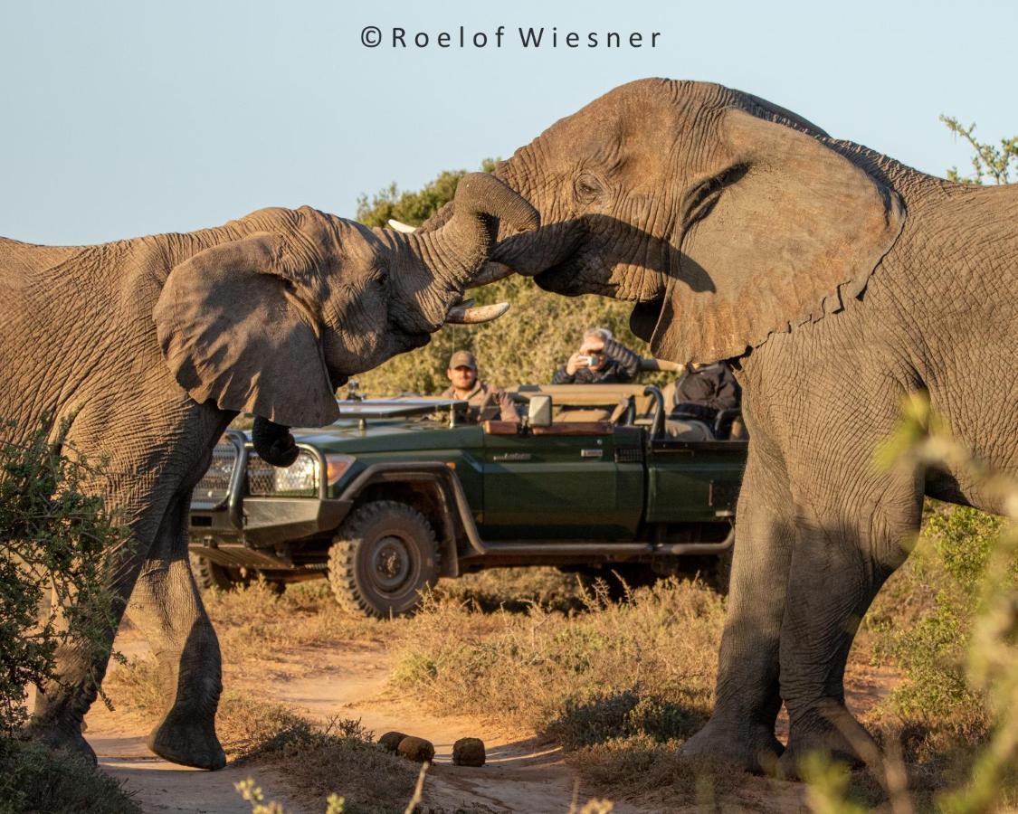 HillsNek Safari Camp – Amakhala Game Reserve Bagian luar foto