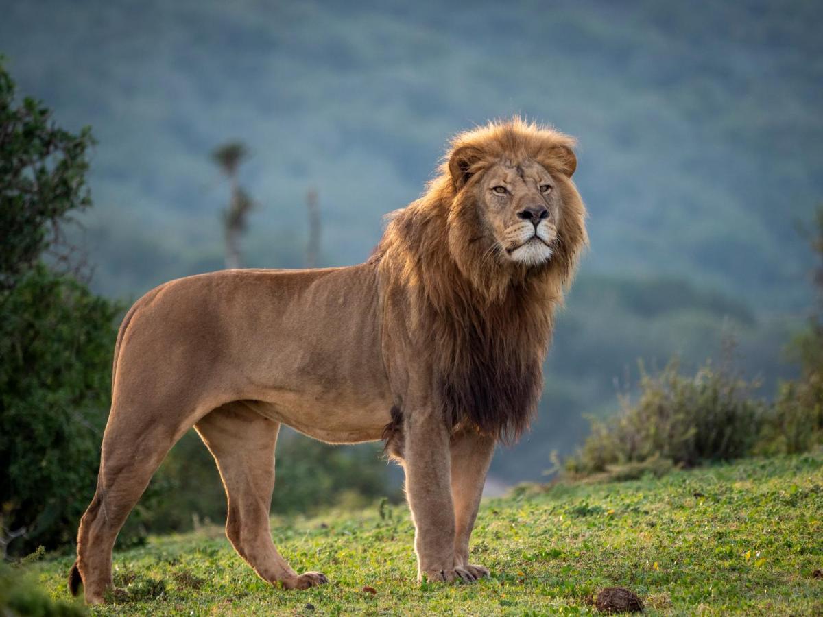 HillsNek Safari Camp – Amakhala Game Reserve Bagian luar foto