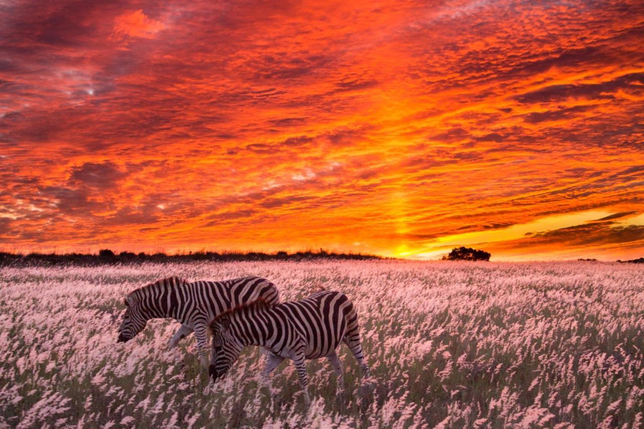 HillsNek Safari Camp – Amakhala Game Reserve Bagian luar foto